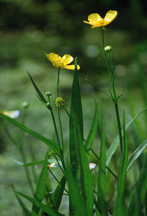 Ranunculus lingua, Lokation: Worringer Bruch Kategorien: Einzelpflanzen, Datum: 20.07.1988