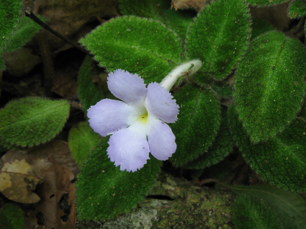 Episcia lilacina, Lokation: Costa Rica | Puntarenas | Pavo | Kategorien: Blüte, Familie: Gesneriaceae (Gesneriengewächse ), Datum: 01.02.2010