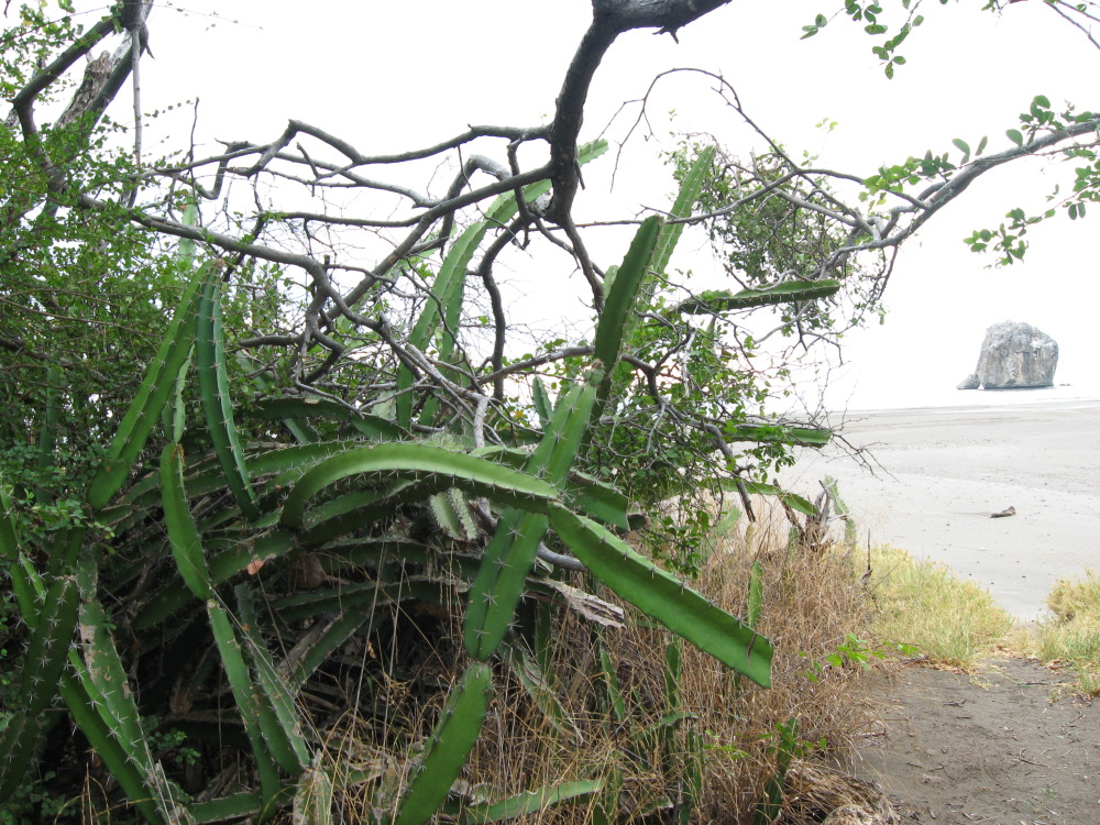 Datum: 08.02.2010 Titel: Acanthocereus tetragonus Lokation: Guanacaste, Guanacaste
