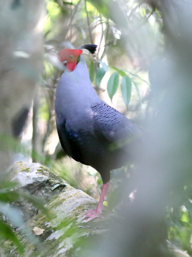 Lophura diardi, Lokation: Thailand | Nakhon Ratchasima | Ban Phak Pa Mai Kategorien: Vögel, Familie: Phasianidae (Fasanenartige), Datum: 03.02.2016