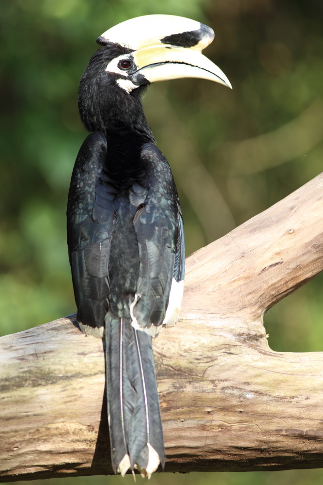 Datum: 10.02.2016 Titel: Anthracoceros albirostris (Orientalischer Hornvogel) Lokation: Phetchaburi, Ban Krang