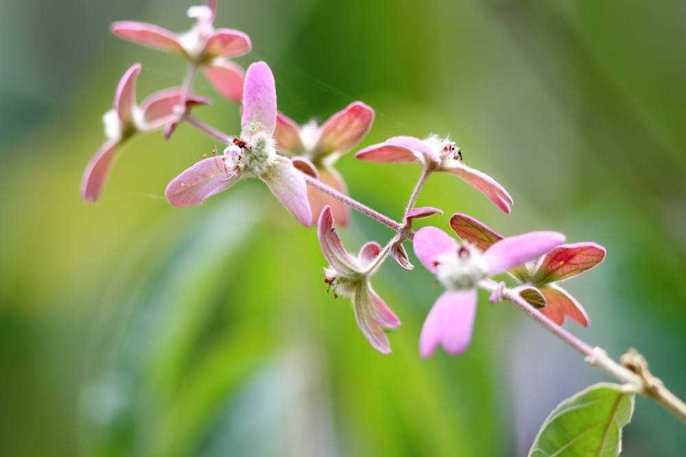 Congea tomentosa, Lokation: Thailand | Uthai Thani | Ban Khao Khiao Kategorien: Blüte, Familie: Lamiaceae (Lippenblütler ), Datum: 11.02.2016