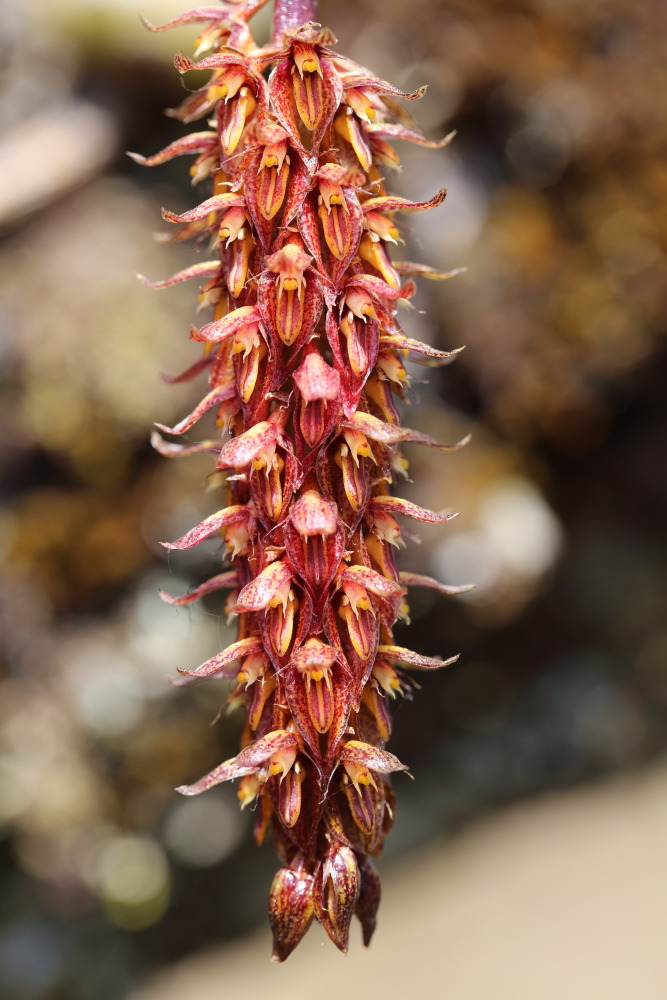 Bulbophyllum morphologorum, Lokation: Thailand | Chiang Mai | Fang | Ban Luang Kategorien: Blüte, Familie: Orchidaceae (Orchideen ), Datum: 18.02.2016