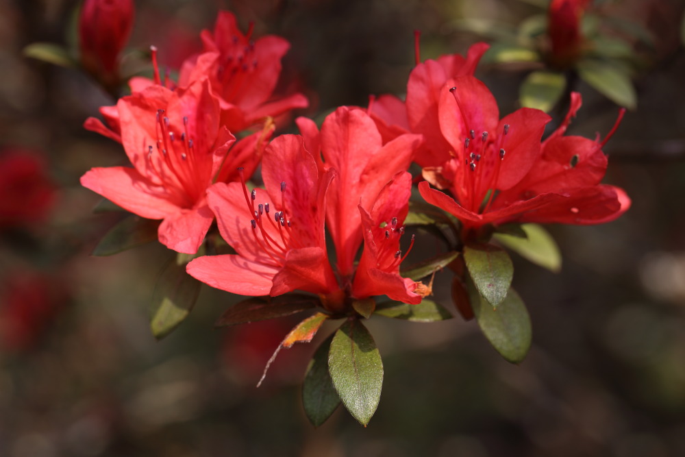 Rhododendron simsii, Lokation: Thailand | Loei | Ban Lao Paen Kategorien: Blüte, Familie: Ericaceae (Heidekrautgewächse ), Datum: 21.02.2016