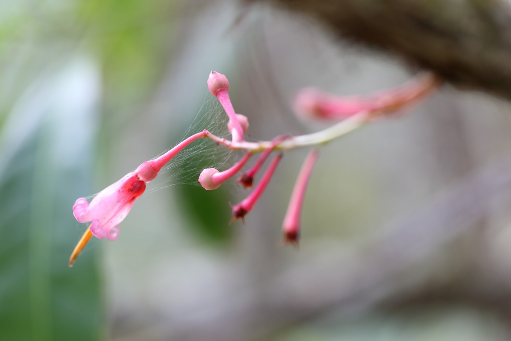 Agapetes lobbii, Lokation: Thailand | Loei | Ban Lao Paen Kategorien: Blüte, Familie: Ericaceae (Heidekrautgewächse ), Datum: 21.02.2016