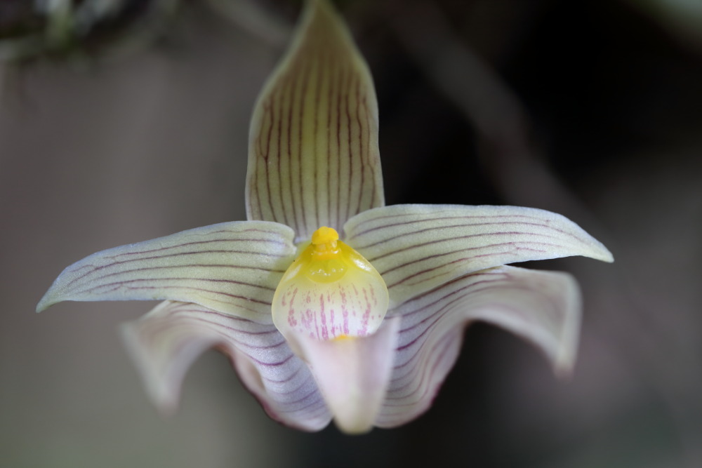 Bulbophyllum orectopetalum, Lokation: Thailand | Loei | Ban Lao Paen Kategorien: Blüte, Familie: Orchidaceae (Orchideen ), Datum: 21.02.2016