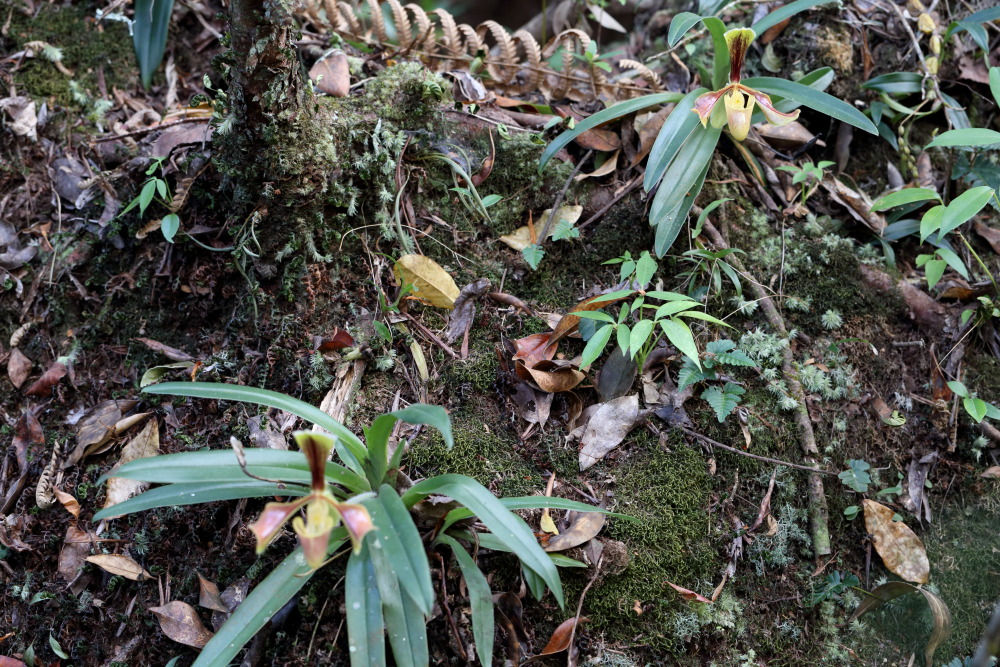 Paphiopedilum villosum (Frauenschuh), Lokation: Thailand | Loei | Ban Lao Paen Kategorien: Vegetation, Familie: Orchidaceae (Orchideen ), Datum: 21.02.2016