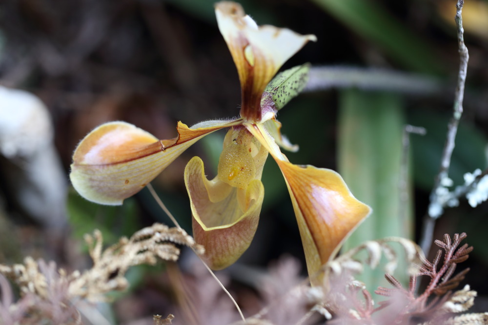 Paphiopedilum villosum (Frauenschuh), Lokation: Thailand | Loei | Ban Lao Paen Kategorien: Blüte, Familie: Orchidaceae (Orchideen ), Datum: 21.02.2016