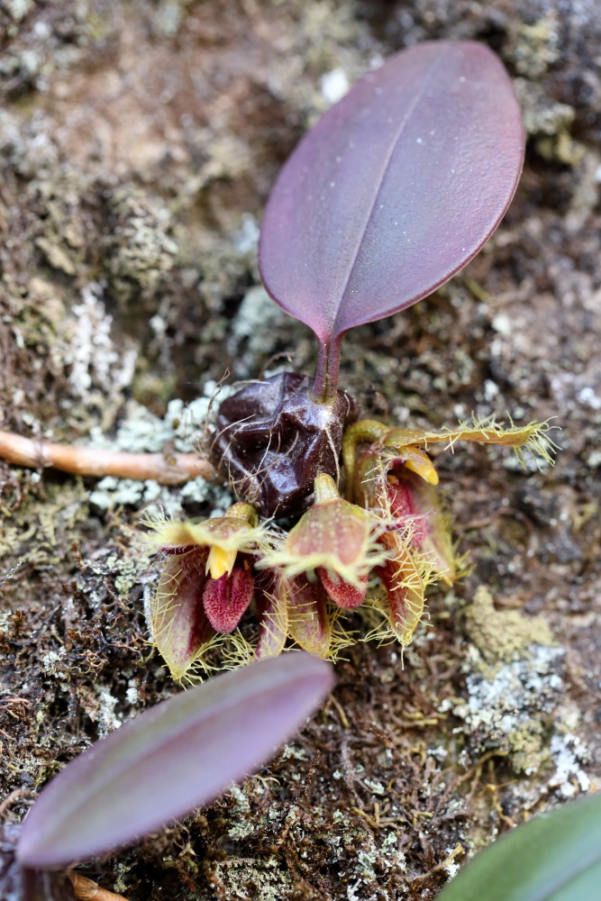 Bulbophyllum dayanum (Siamesischer Löwe), Lokation: Thailand | Loei | Ban Lao Paen Kategorien: Habitus, Familie: Orchidaceae (Orchideen ), Datum: 21.02.2016