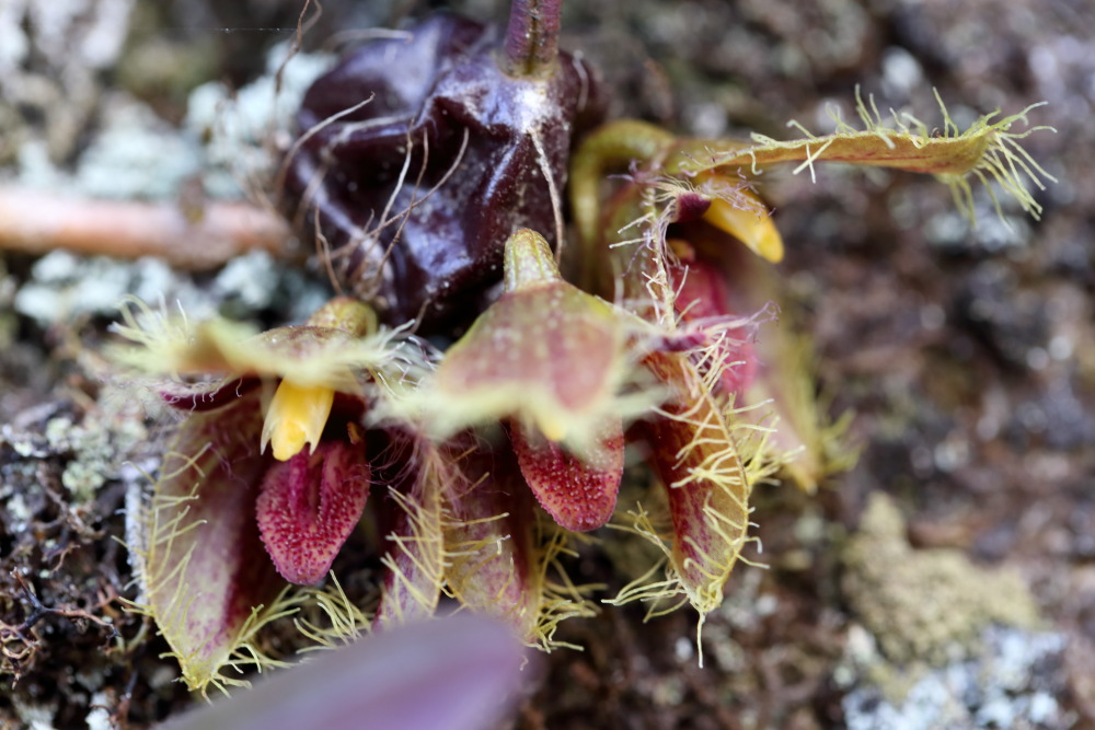 Titel: Bulbophyllum dayanum (Siamesischer Löwe) Lokation: Loei, Ban Lao Paen