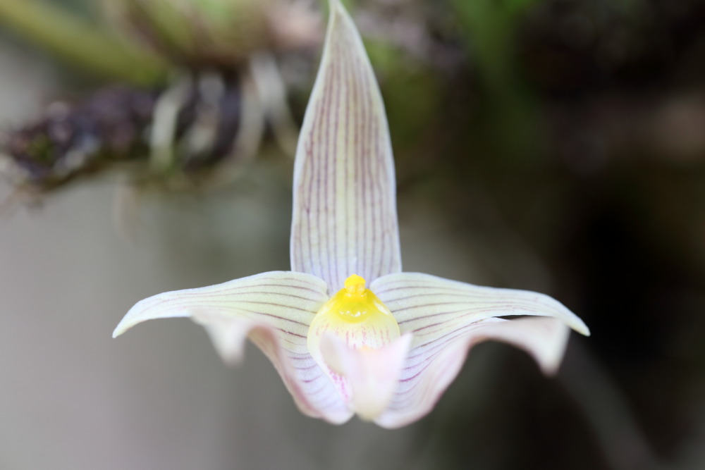 Bulbophyllum orectopetalum, Lokation: Thailand | Loei | Ban Lao Paen Kategorien: Blüte, Familie: Orchidaceae (Orchideen ), Datum: 22.02.2016