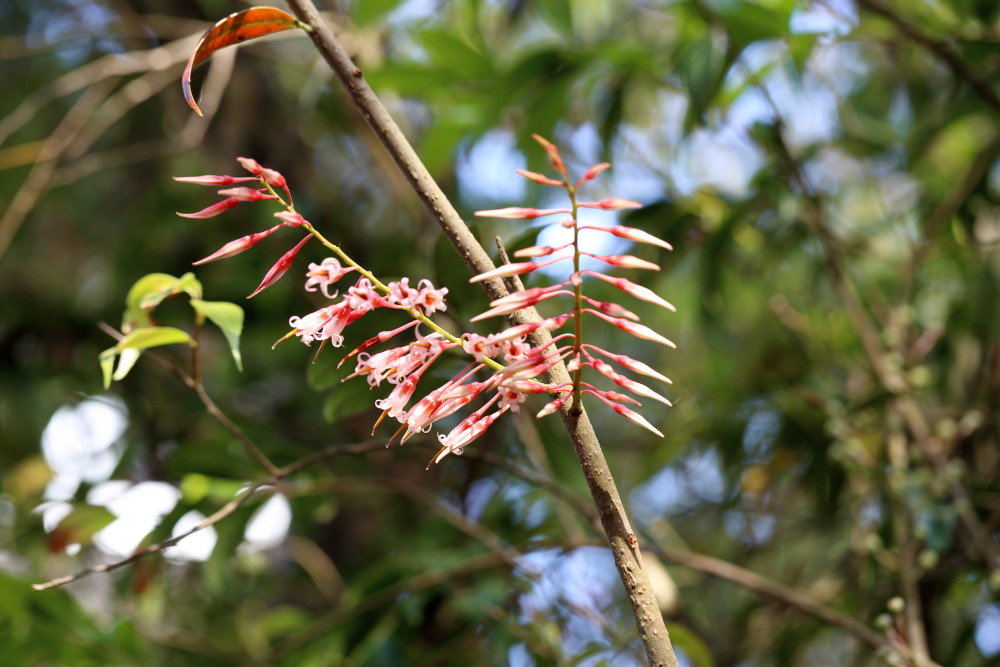 Agapetes lobbii, Lokation: Thailand | Loei | Ban Lao Paen Kategorien: Blüte, Familie: Ericaceae (Heidekrautgewächse ), Datum: 22.02.2016