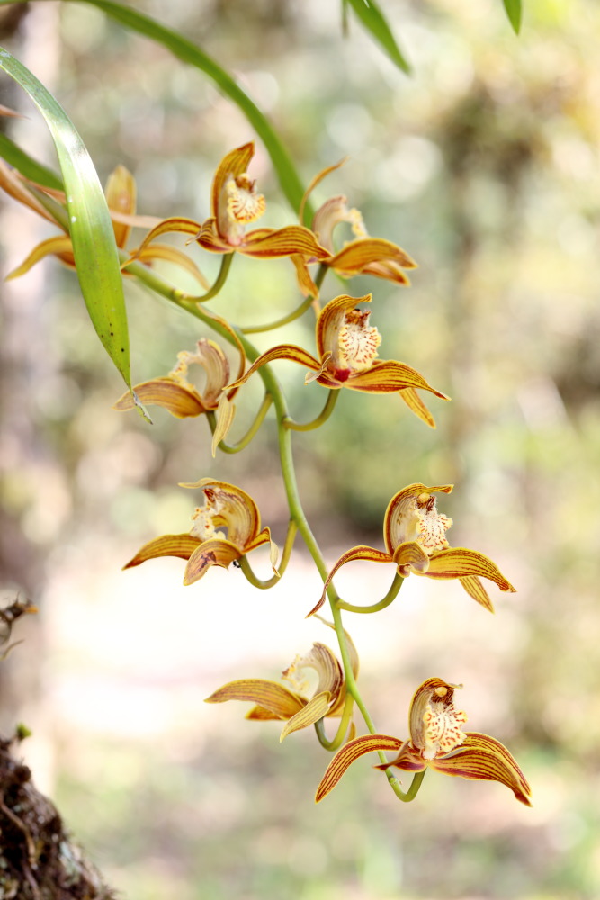 Cymbidium tracyanum, Lokation: Thailand | Loei | Ban Lao Paen Kategorien: Blüte, Familie: Orchidaceae (Orchideen ), Datum: 22.02.2016