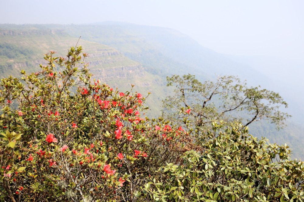 Datum: 22.02.2016 Titel: Rhododendron simsii Lokation: Loei, Ban Lao Paen