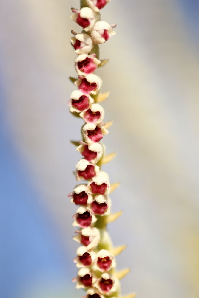 Eria siamensis (Tausendfüssler-Orchidee), Lokation: Thailand | Loei | Ban Lao Kategorien: Blüte, Familie: Orchidaceae (Orchideen ), Datum: 22.02.2016