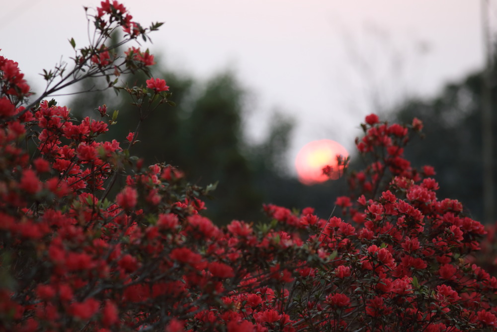 Rhododendron simsii, Lokation: Thailand | Loei | Ban Lao Paen Kategorien: Habitus, Sonnenauf-,untergang, Familie: Ericaceae (Heidekrautgewächse ), Datum: 22.02.2016
