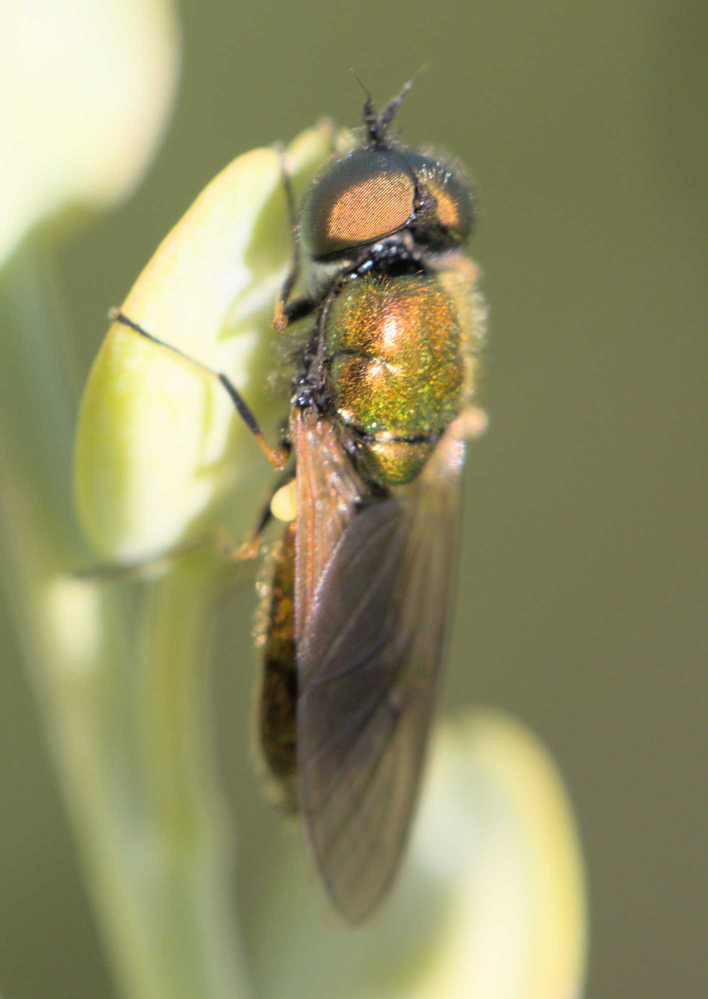 Datum: 06.06.2022 Titel: Goldgrüne Waffenfliege (Chloromyia formosa) Lokation: Nordrhein-Westfalen, Erkelenz, Heinsberg