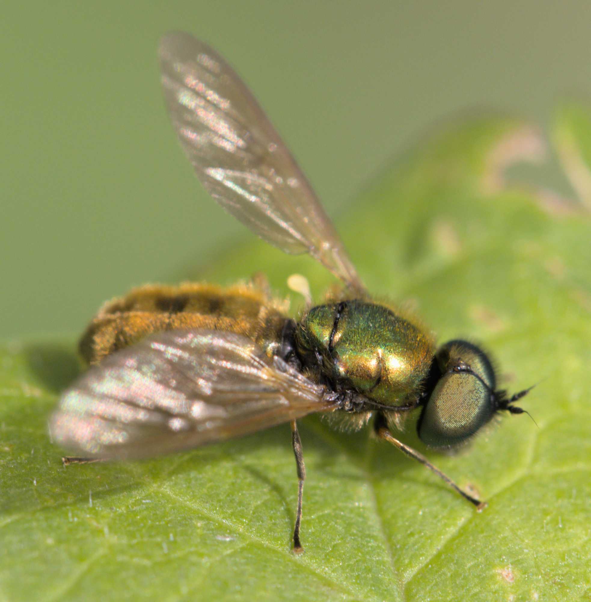 Datum: 09.06.2022 Titel: Goldgrüne Waffenfliege (Chloromyia formosa) Lokation: Nordrhein-Westfalen, Wassenberg, Heinsberg