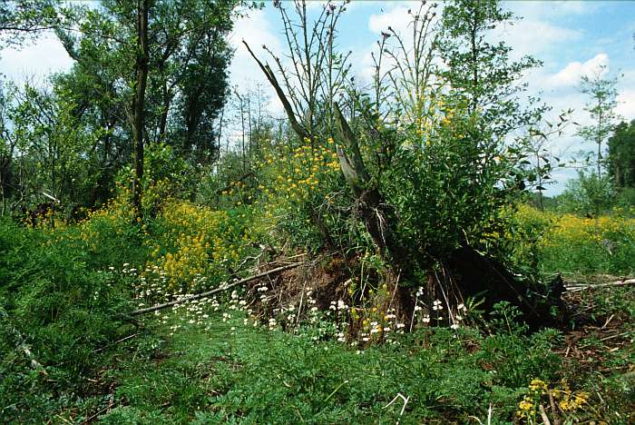 Hottonia palustris, Lokation: Worringer Bruch Kategorien: Vegetation, Datum: 09.06.1989