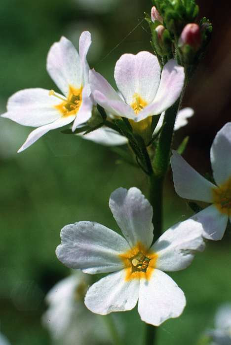 Hottonia palustris, Lokation: Worringer Bruch Kategorien: Einzelpflanzen, Datum: 09.06.1989