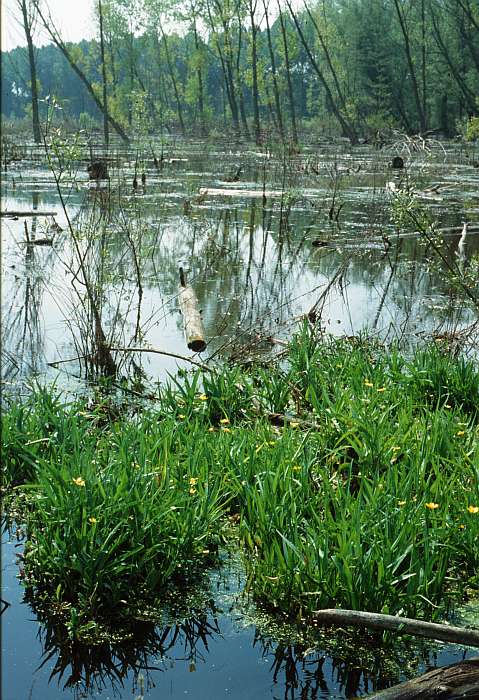 Ranunculus lingua, Lokation: Worringer Bruch Kategorien: Vegetation, See, Datum: 20.07.1988