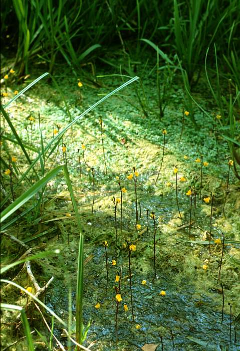 Utricularia vulgaris, Lokation: Worringer Bruch Kategorien: Vegetation, Datum: 20.07.1988