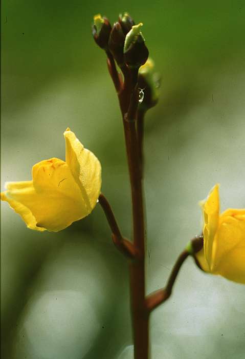 Utricularia vulgaris, Lokation: Worringer Bruch Kategorien: Einzelpflanzen, Datum: 20.07.1988