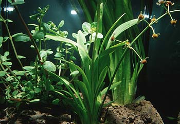 Sagittaria terris, Rotala rotundifolia und Valisneria gigantea, Lokation: Ausstellung Belgien Kategorien: Einzelpflanzen, Aquarien, Datum: 10.06.2001