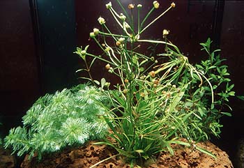 Echinodorus tenellus, Hottonia inflata und Ludwigia arcuta, Lokation: Ausstellung Belgien Kategorien: Einzelpflanzen, Aquarien, Datum: 10.06.2001