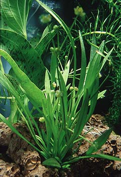 Echinodorus grisebachii, Necea quadricellata und Myriophyllum scrabratia, Lokation: Ausstellung Belgien Kategorien: Einzelpflanzen, Aquarien, Datum: 10.06.2001