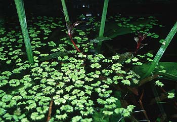 Ricciocarpos natans, Lokation: Offenes 120 cm Aquarium Kategorien: Einzelpflanzen, Aquarien, Datum: 10.06.2001