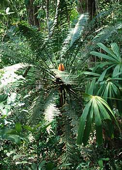 Palmfarn, Lokation: Khao Lak-Nationalpark Kategorien: Vegetation, Datum: 11.04.2001