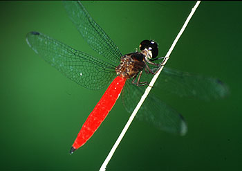 Rotpfeil, Lokation: Khao Sok-Nationalpark Kategorien: Libellen, Datum: 13.04.2001