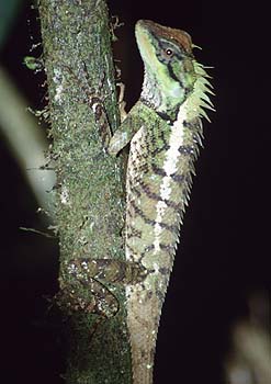 Grüne Emmas Schönechse, Lokation: Khao Sok-Nationalpark Kategorien: Reptilien, Datum: 13.04.2001