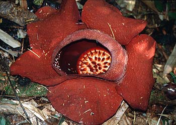 Habitus Rafflesia, Lokation: Klong Phanom-Nationalpark Kategorien: Einzelpflanzen, Datum: 16.04.2001