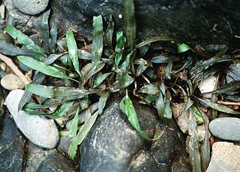 Vermutlich Siamsischer Wasserkelch, Lokation: Sri Pangnga-Nationalpark Kategorien: Einzelpflanzen, Datum: 16.04.2001