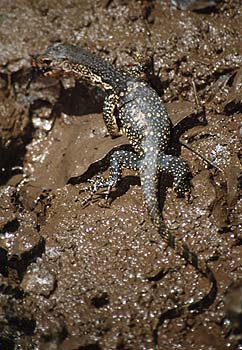 Mangroven-Waran, Lokation: Krabi Kategorien: Reptilien, Datum: 20.04.2001