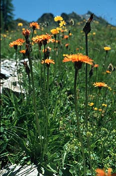 Habitus Orangerotes Habichtskraut, Lokation: Regionalpark Queyras bei Echalp Kategorien: Einzelpflanzen, Datum: 21.07.2001