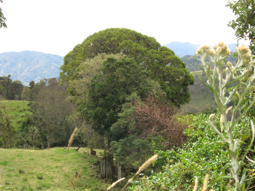 Lokation: Costa Rica | Cartago | Paso Macho | Kategorien: Berge, Datum: 27.01.2010
