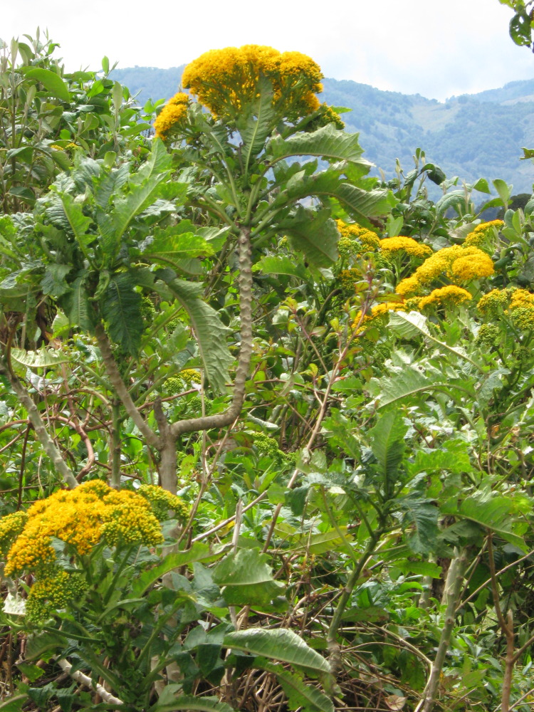 Senecio cooperi, Lokation: Costa Rica | Cartago | Paso Macho | Kategorien: Habitus, Familie: Asteraceae (Korbblütler ), Datum: 27.01.2010