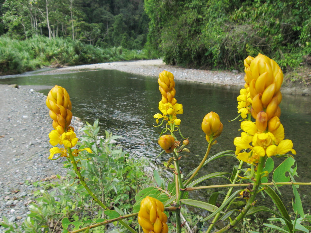 Cassia alata, Lokation: Costa Rica | Puntarenas | Barrigones | Kategorien: Habitus, Fluss, Familie: Fabaceae (Schmetterlingsblütler ), Datum: 28.01.2010