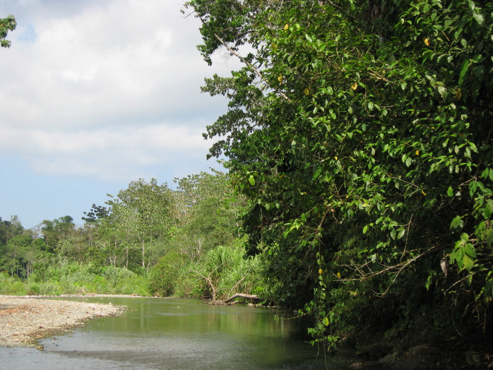 Lokation: Costa Rica | Puntarenas | Sirena | Kategorien: Fluss, Datum: 28.01.2010