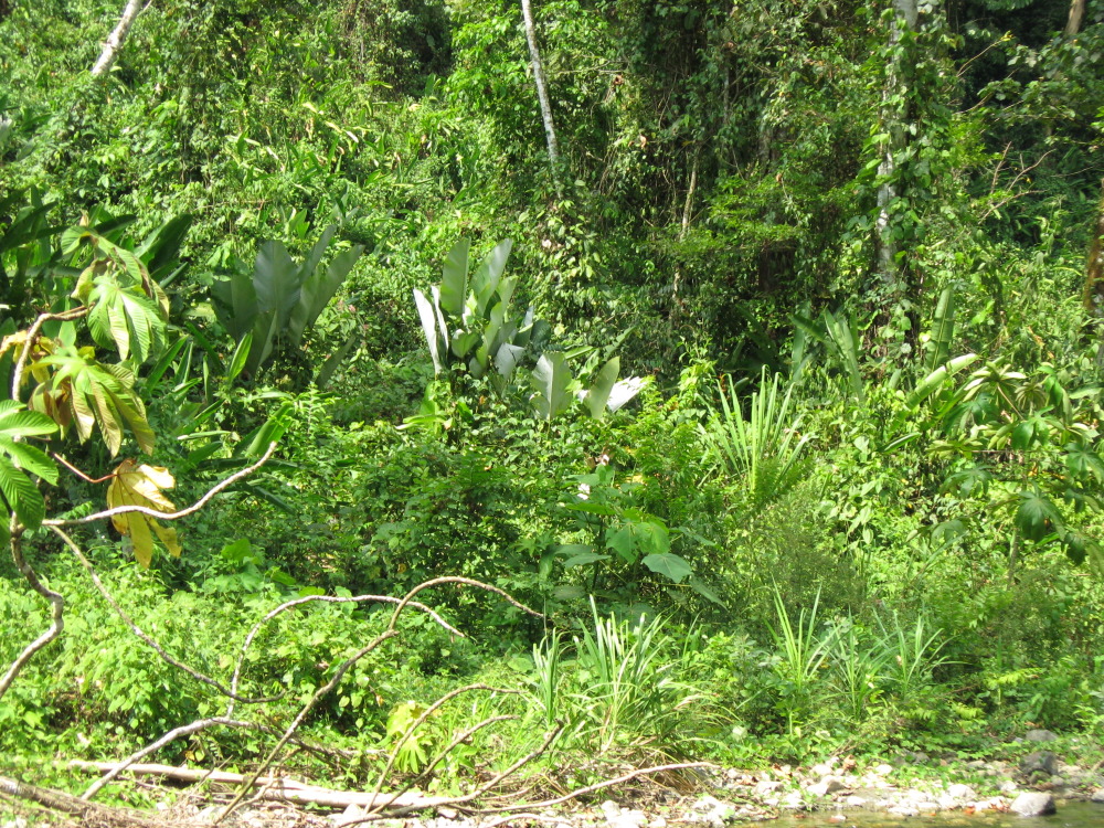 Lokation: Costa Rica | Puntarenas | Sirena | Kategorien: Vegetation, Datum: 28.01.2010
