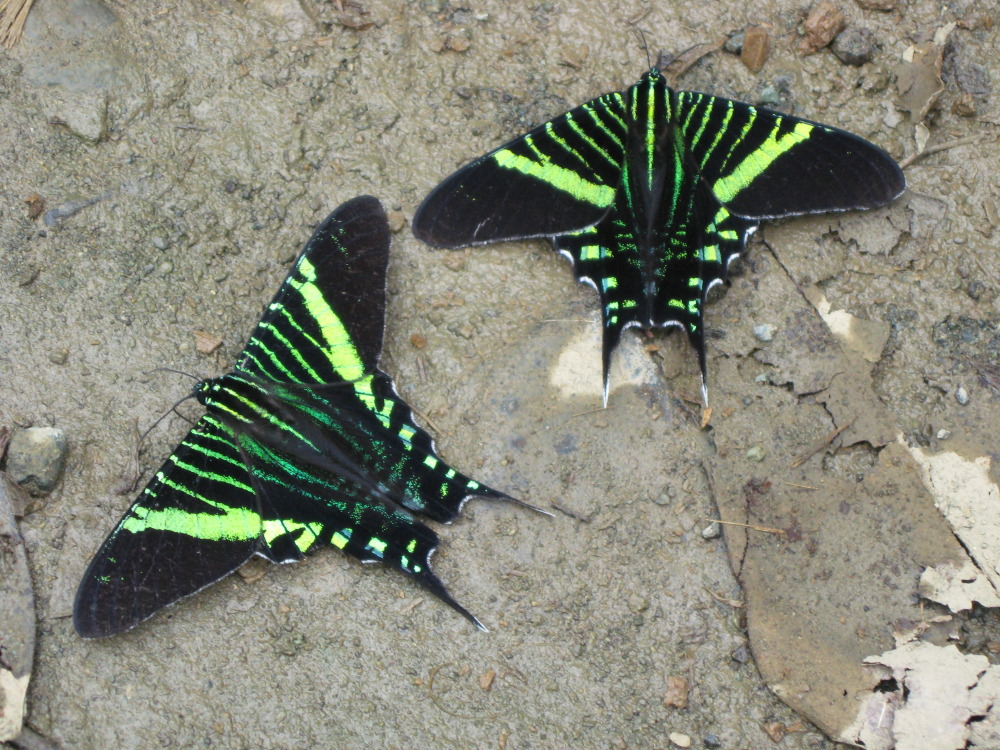 Lokation: Costa Rica | Puntarenas | Sirena | Kategorien: Schmetterlinge, Datum: 28.01.2010