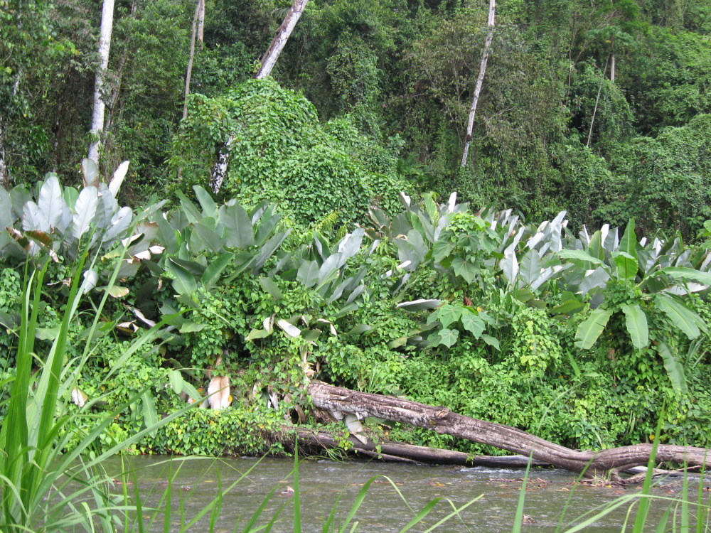 Lokation: Costa Rica | Puntarenas | Sirena | Kategorien: Vegetation, Fluss, Datum: 28.01.2010