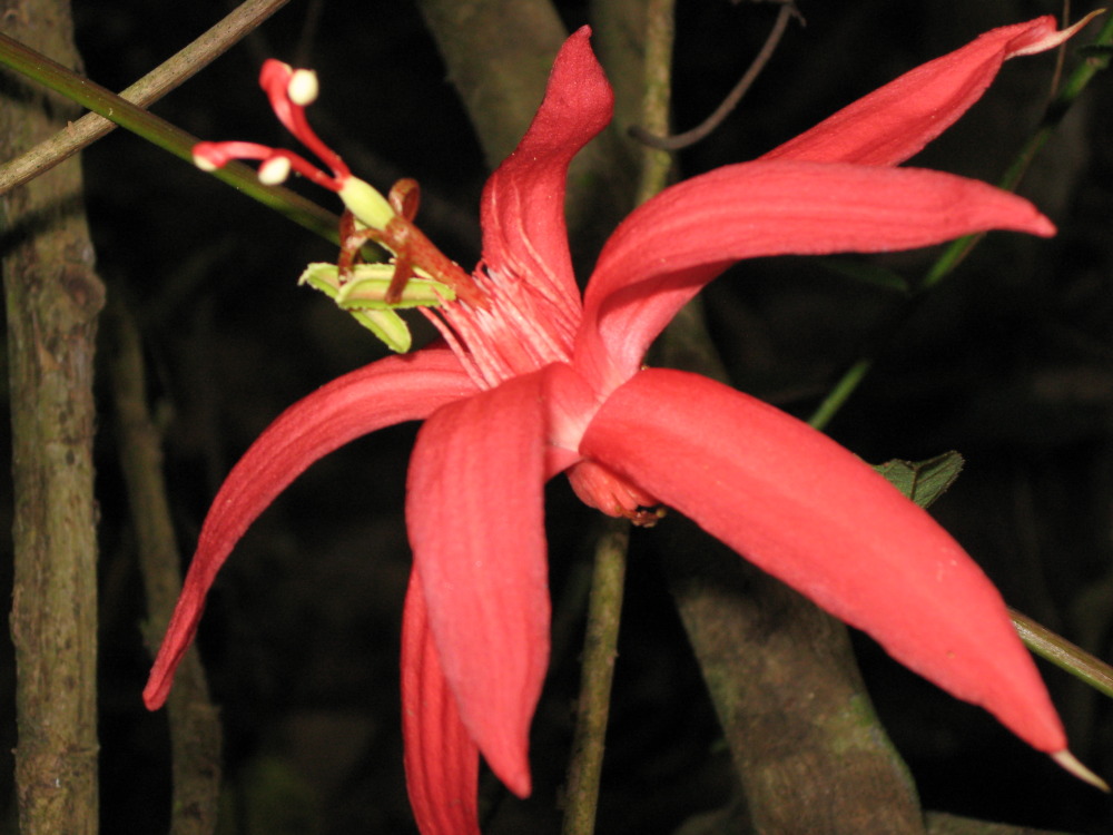 Passiflora coccinea, Lokation: Costa Rica | Puntarenas | Sirena | Kategorien: Blüte, Familie: Passifloraceae (Passionsblumengewächse), Datum: 28.01.2010