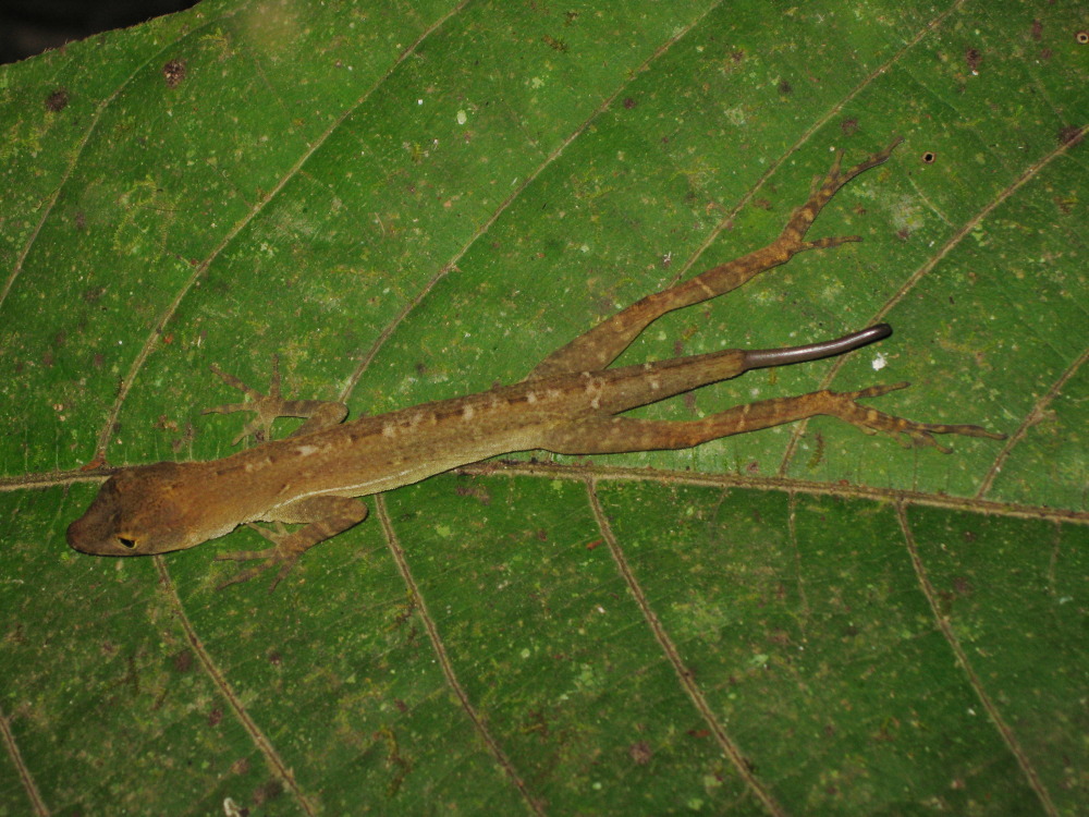 Lokation: Costa Rica | Puntarenas | Sirena | Kategorien: Reptilien, Datum: 28.01.2010