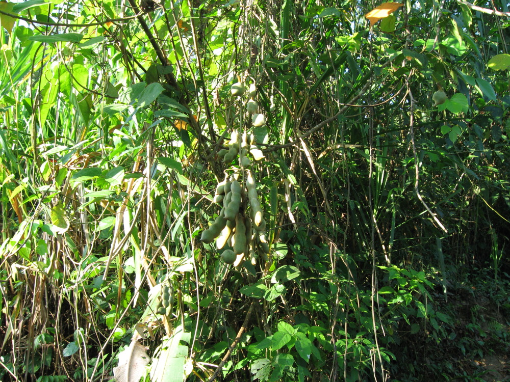 Lokation: Costa Rica | Puntarenas | Sirena | Kategorien: Vegetation, Früchte, Datum: 29.01.2010