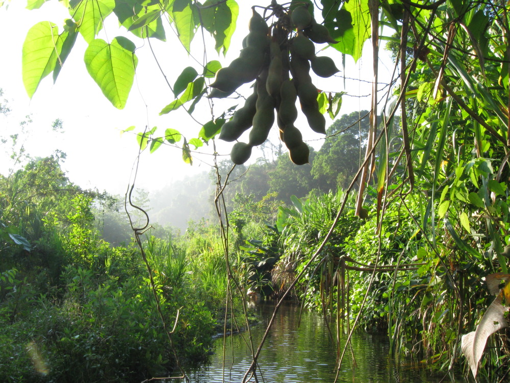 Lokation: Costa Rica | Puntarenas | Sirena | Kategorien: Vegetation, Früchte, Fluss, Datum: 29.01.2010