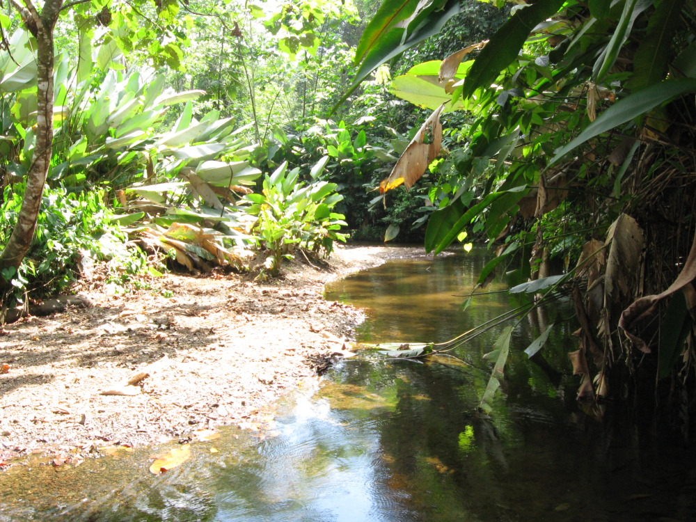 Lokation: Costa Rica | Puntarenas | Sirena | Kategorien: Vegetation, Datum: 29.01.2010